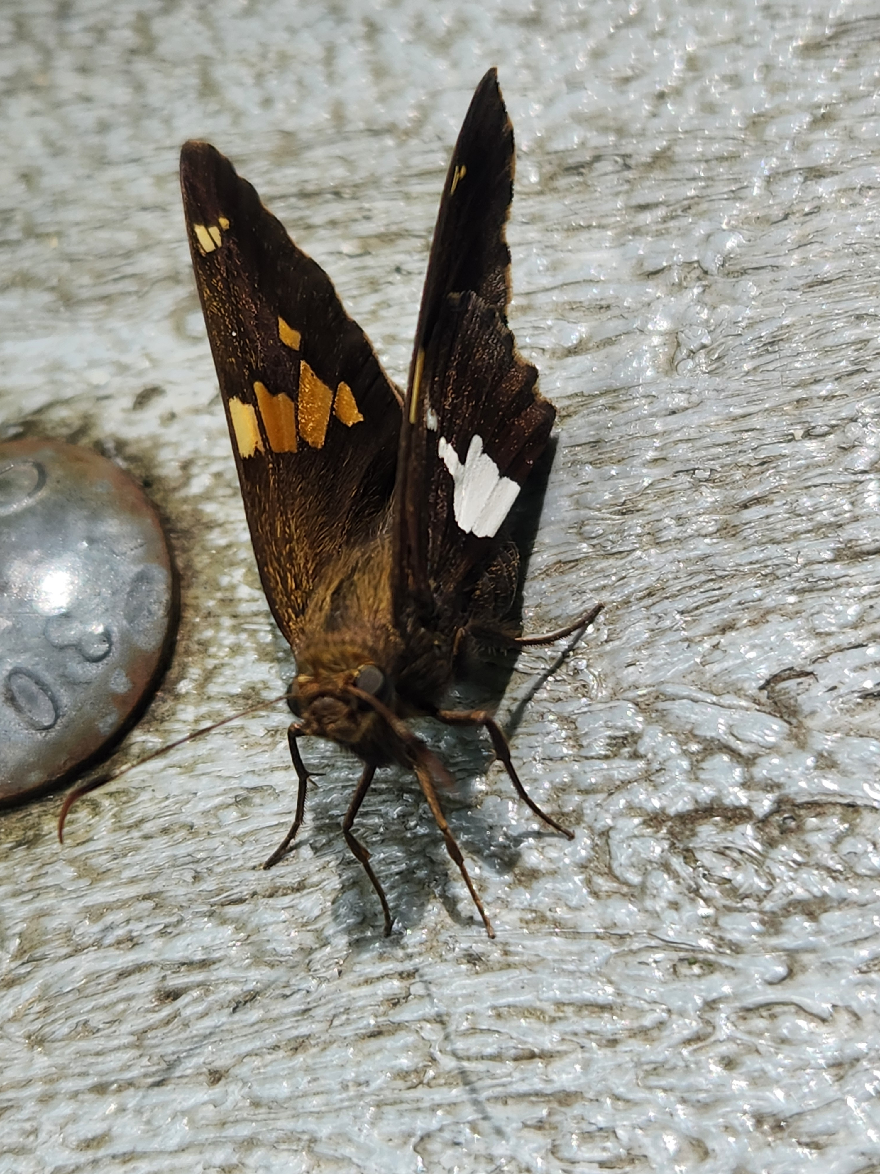 skipper close-up