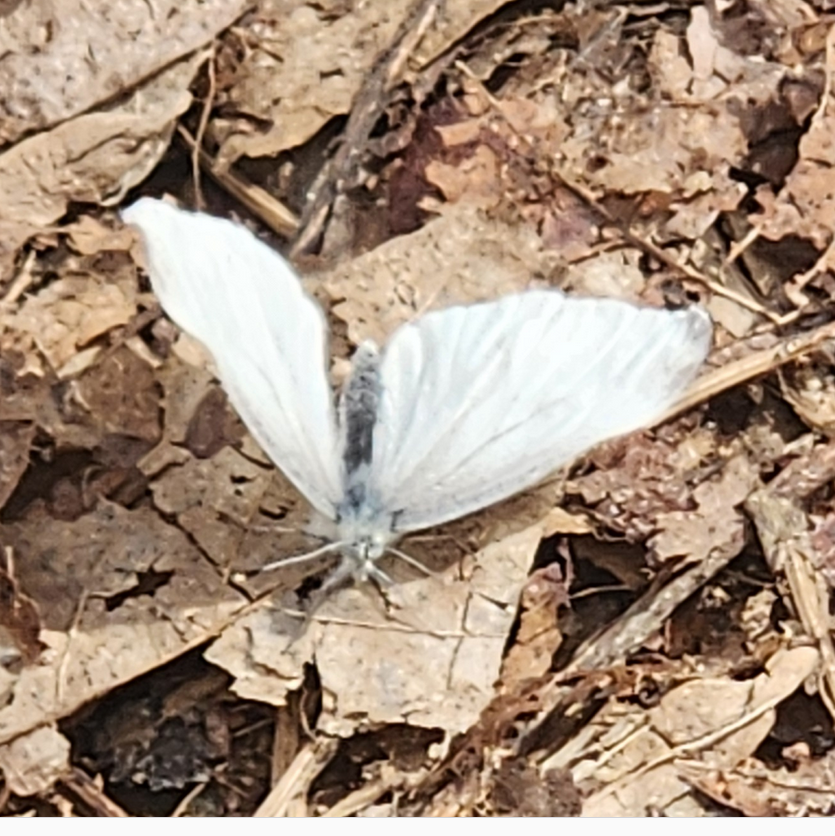 Pieris virginiensis butterfly photo